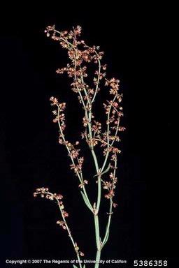 red sorrel, Rumex acetosella  (Polygonales: Polygonaceae) - 5386358