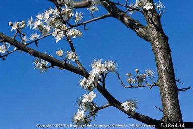 cherry plum, Prunus cerasifera  (Rosales: Rosaceae) - 5386434