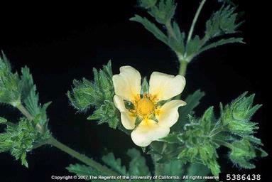 sulfur cinquefoil, Potentilla recta  (Rosales: Rosaceae) - 5386438