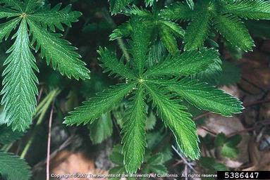 slender cinquefoil, Potentilla gracilis  (Rosales: Rosaceae) - 5386447