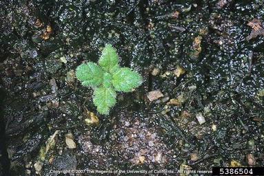 bellardia, Bellardia trixago  (Scrophulariales: Scrophulariaceae) - 5386504