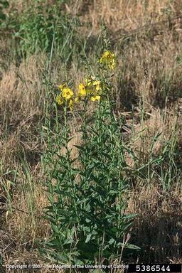 moth mullein, Verbascum blattaria  (Scrophulariales: Scrophulariaceae) - 5386544