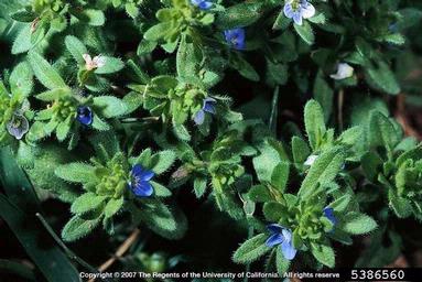 corn speedwell, Veronica arvensis  (Scrophulariales: Scrophulariaceae) - 5386560