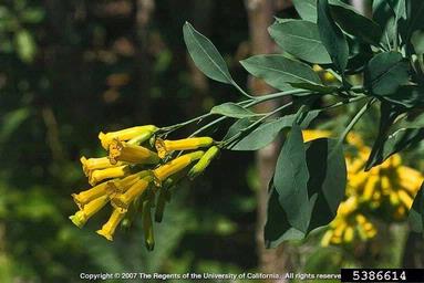 tree tobacco, Nicotiana glauca  (Solanales: Solanaceae) - 5386614