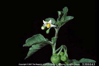 black nightshade, Solanum nigrum  (Solanales: Solanaceae) - 5386643