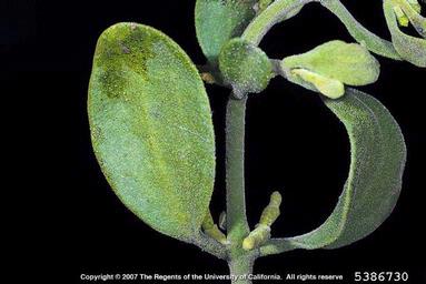 Pacific mistletoe, Phoradendron villosum  (Santalales: Viscaceae) - 5386730