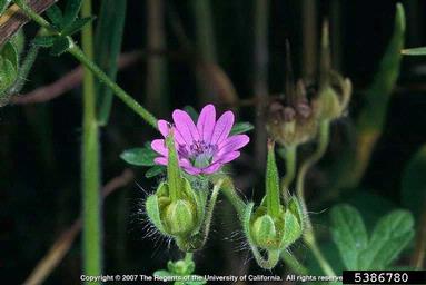 dovefoot geranium, Geranium molle  (Geraniales: Geraniaceae) - 5386780