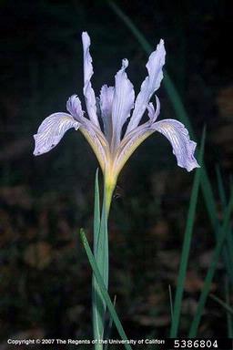 Douglas iris, Iris douglasiana  (Liliales: Iridaceae) - 5386804
