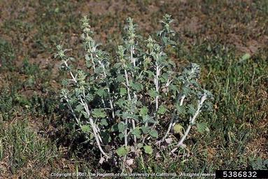 white horehound, Marrubium vulgare  (Lamiales: Lamiaceae) - 5386832