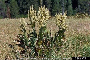California false-hellebore, Veratrum californicum  (Liliales: Liliaceae) - 5386878