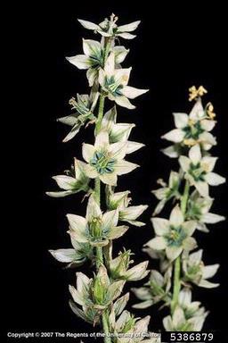 California false-hellebore, Veratrum californicum  (Liliales: Liliaceae) - 5386879