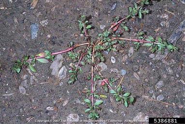 threebract loosestrife, Lythrum tribracteatum  (Myrtales: Lythraceae) - 5386881