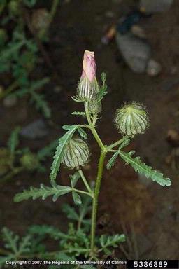 Venice mallow, Hibiscus trionum  (Malvales: Malvaceae) - 5386889
