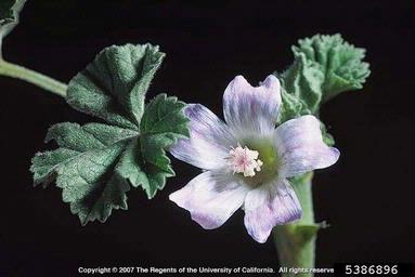 common mallow, Malva neglecta  (Malvales: Malvaceae) - 5386896