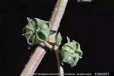 common mallow, Malva neglecta  (Malvales: Malvaceae) - 5386897