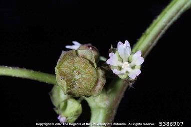 little mallow, Malva parviflora  (Malvales: Malvaceae) - 5386907