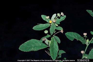 arrowleaf sida, Sida rhombifolia  (Malvales: Malvaceae) - 5386929