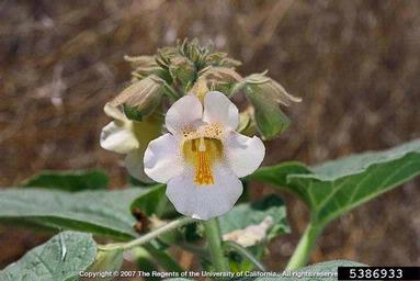 devil's-claw, Proboscidea louisianica  (Scrophulariales: Pedaliaceae) - 5386933