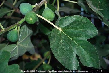 edible fig, Ficus carica  (Urticales: Moraceae) - 5386949