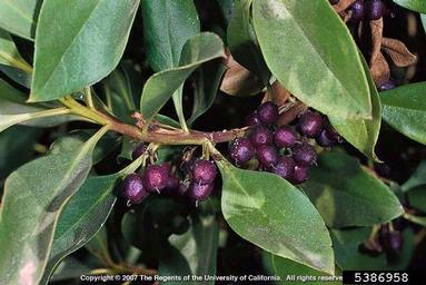 ngaio tree, Myoporum laetum  (Scrophulariales: Myoporaceae) - 5386958