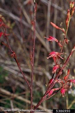 wavyleaf gaura, Gaura sinuata  (Myrtales: Onagraceae) - 5386990