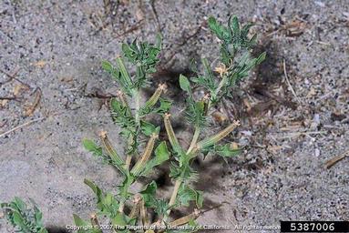 cutleaf evening-primrose, Oenothera laciniata  (Myrtales: Onagraceae) - 5387006