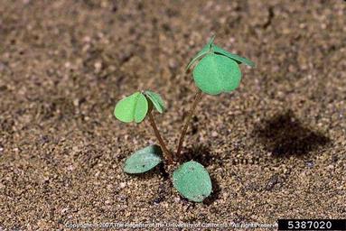 creeping woodsorrel, Oxalis corniculata  (Geraniales: Oxalidaceae) - 5387020
