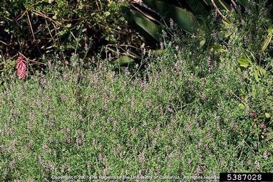 drug fumitory, Fumaria officinalis  (Papaverales: Fumariaceae) - 5387028