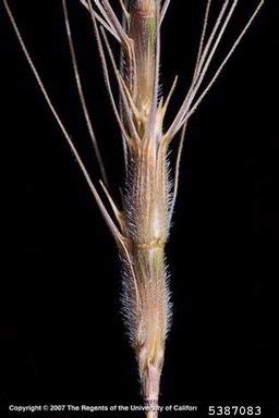 barb goatgrass, Aegilops triuncialis  (Cyperales: Poaceae) - 5387083