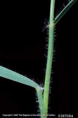 barb goatgrass, Aegilops triuncialis  (Cyperales: Poaceae) - 5387084