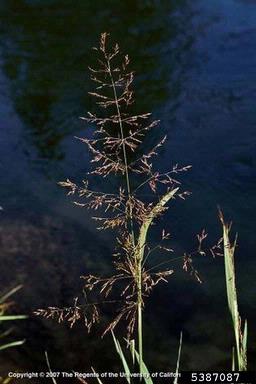 creeping bentgrass, Agrostis stolonifera  (Cyperales: Poaceae) - 5387087