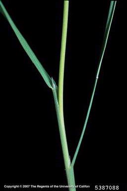 creeping bentgrass, Agrostis stolonifera  (Cyperales: Poaceae) - 5387088