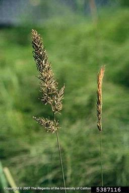 sweet vernalgrass, Anthoxanthum odoratum  (Cyperales: Poaceae) - 5387116
