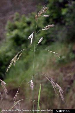 California brome, Bromus carinatus  (Cyperales: Poaceae) - 5387155