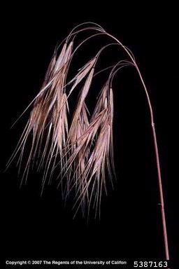 cheatgrass, Bromus tectorum  (Cyperales: Poaceae) - 5387163