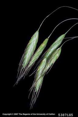 field brome, Bromus arvensis  (Cyperales: Poaceae) - 5387185