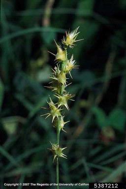 longspine sandbur, Cenchrus longispinus  (Cyperales: Poaceae) - 5387212