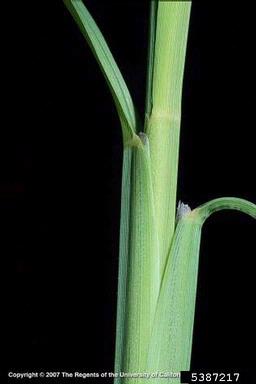 feather fingergrass, Chloris virgata  (Cyperales: Poaceae) - 5387217
