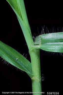 crowfootgrass, Dactyloctenium aegyptium  (Cyperales: Poaceae) - 5387226
