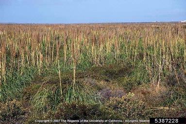purple pampasgrass, Cortaderia jubata  (Cyperales: Poaceae) - 5387228