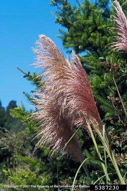 purple pampasgrass, Cortaderia jubata  (Cyperales: Poaceae) - 5387230