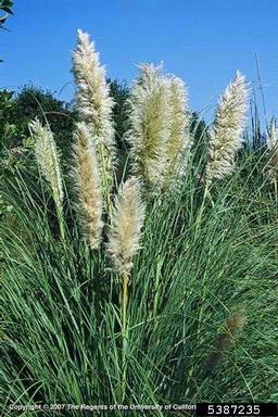 Uruguayan pampas grass, Cortaderia selloana  (Cyperales: Poaceae) - 5387235