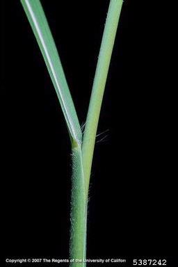 Chinese silvergrass, Miscanthus sinensis  (Cyperales: Poaceae) - 5387242