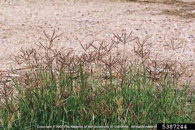 bermudagrass, Cynodon dactylon  (Cyperales: Poaceae) - 5387244