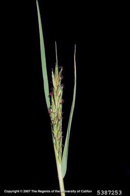 saltgrass, Distichlis spicata  (Cyperales: Poaceae) - 5387253