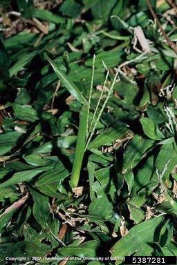 carpetgrass, Axonopus fissifolius  (Cyperales: Poaceae) - 5387281