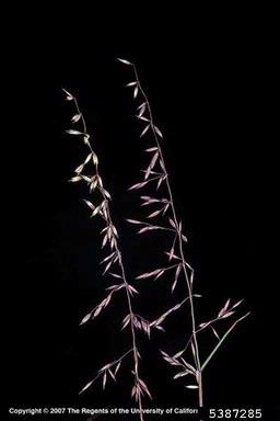 perennial veldtgrass, Ehrharta calycina  (Cyperales: Poaceae) - 5387285