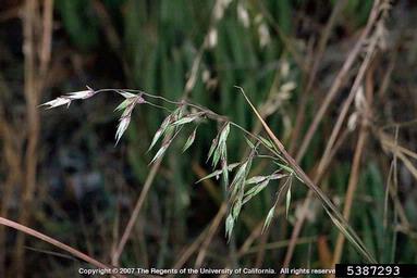 longflowered veldtgrass, Ehrharta longiflora  (Cyperales: Poaceae) - 5387293
