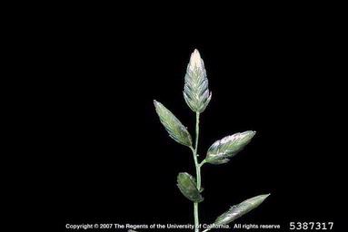 stinkgrass, Eragrostis cilianensis  (Cyperales: Poaceae) - 5387317