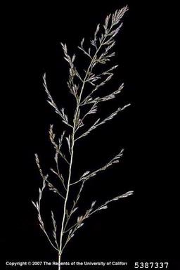 weeping lovegrass, Eragrostis curvula  (Cyperales: Poaceae) - 5387337